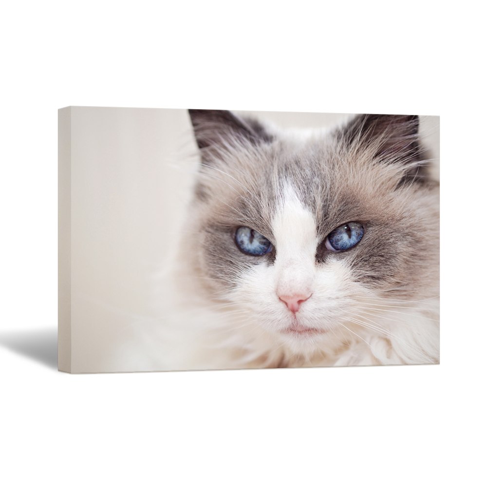 1000x1000 Wall Art Cats Closeup Persian Cat Eyes Picture Printed Canvas - Persian Cat Painting