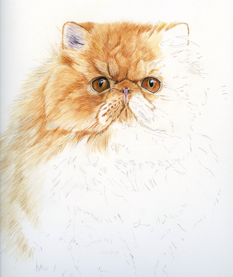 791x939 Fur In The Paint Persian Kitten In Watercolour - Persian Cat Painting