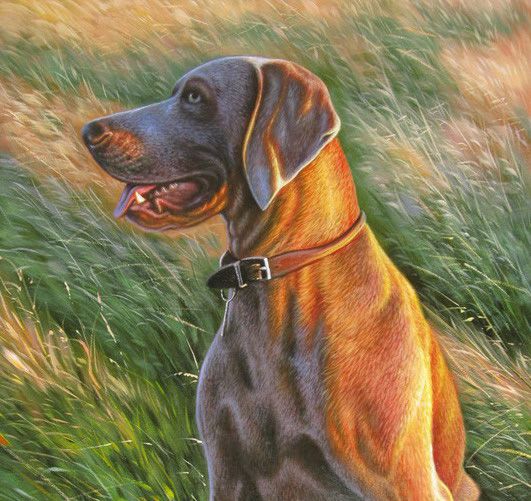 531x501 Dog Painting,cat Painting,oil Paintings,sinoorigin - Pet Painting