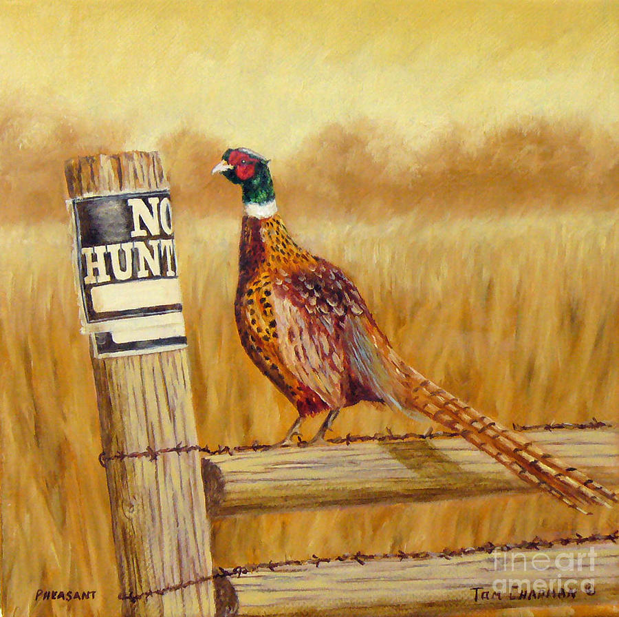 900x896 No Hunting Pheasant Painting By Tom Chapman - Pheasant Painting