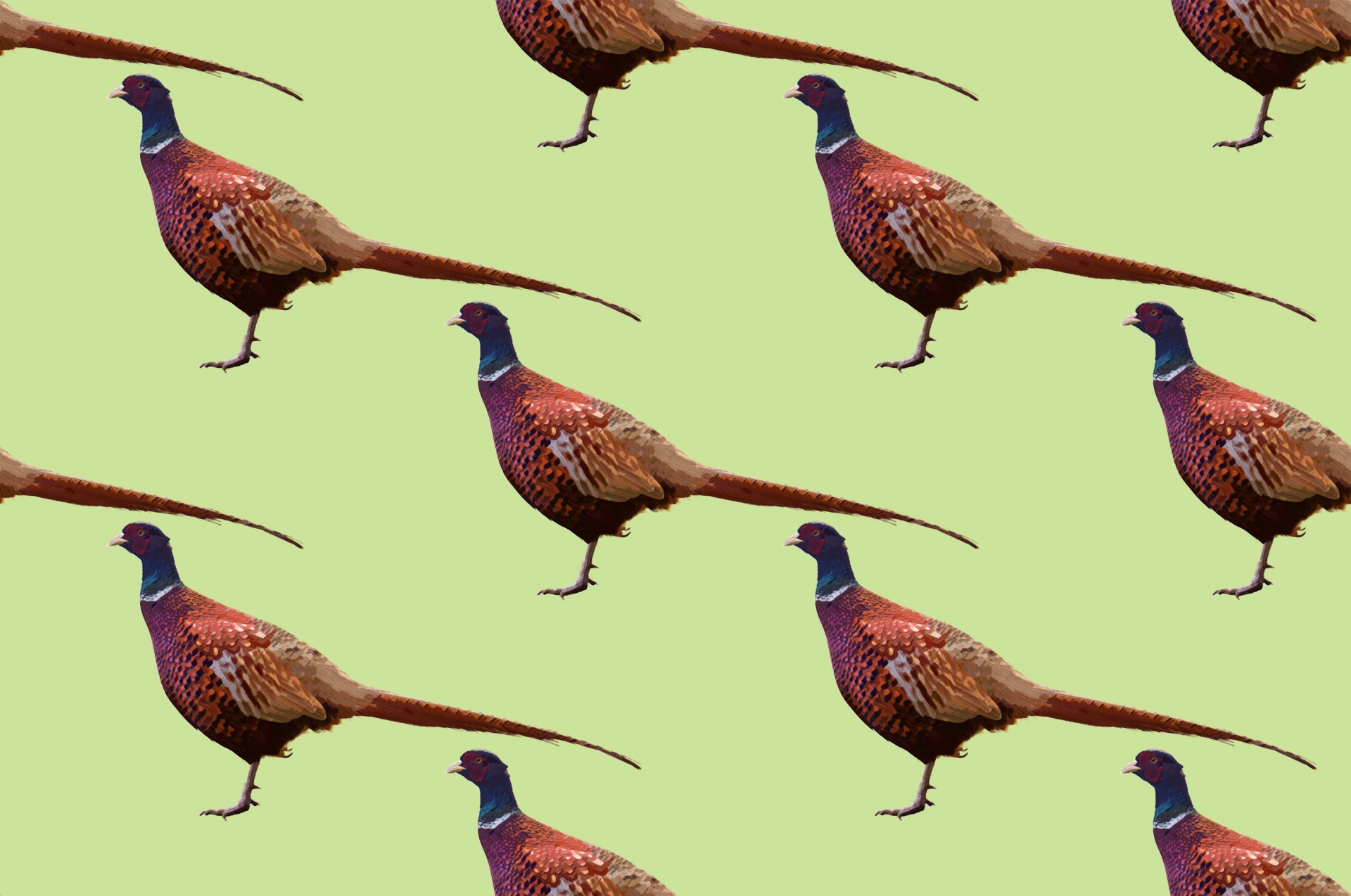 1920x1274 Pheasant Painting Background Free Stock Photo - Pheasant Painting