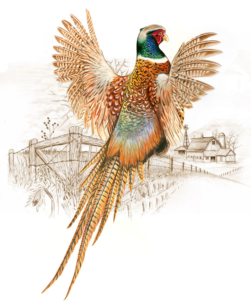 800x965 Pheasant Painting Direct Impulse Design - Pheasant Painting