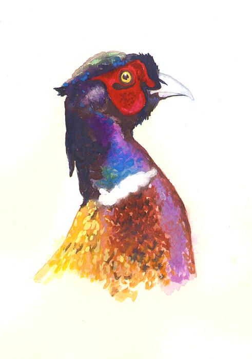 491x700 Pheasant Watercolor Canvas Print Canvas Art By Alison Fennell - Pheasant Painting