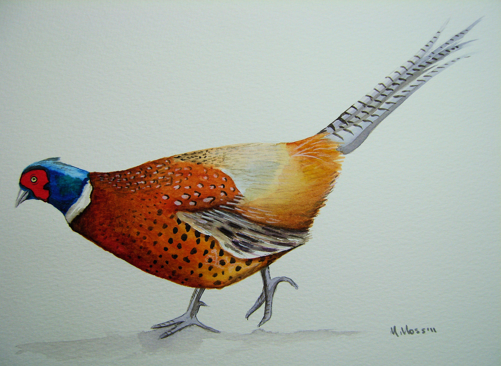 1024x749 Pheasant Watercolour Painting Original Watercolour - Pheasant Painting