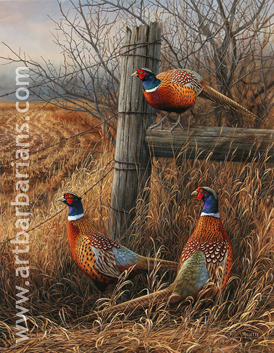 545x700 Wildlife Art Prints Plus Original Paintings With A Wide Selection - Pheasant Painting
