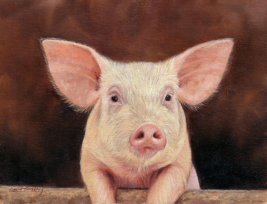 900x689 Pig Paintings Fine Art America - Pig Oil Painting