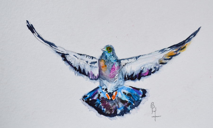 900x542 Pigeon In Flight Painting By Beverley Harper Tinsley - Pigeon Painting