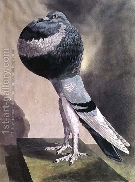 465x628 Portrait Of Pouter Pigeon D. Wolsenholme Reproduction 1st Art - Pigeon Painting