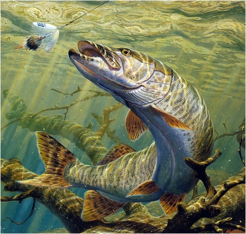 800x760 Just Art Stitch Pike Fishing - Pike Painting