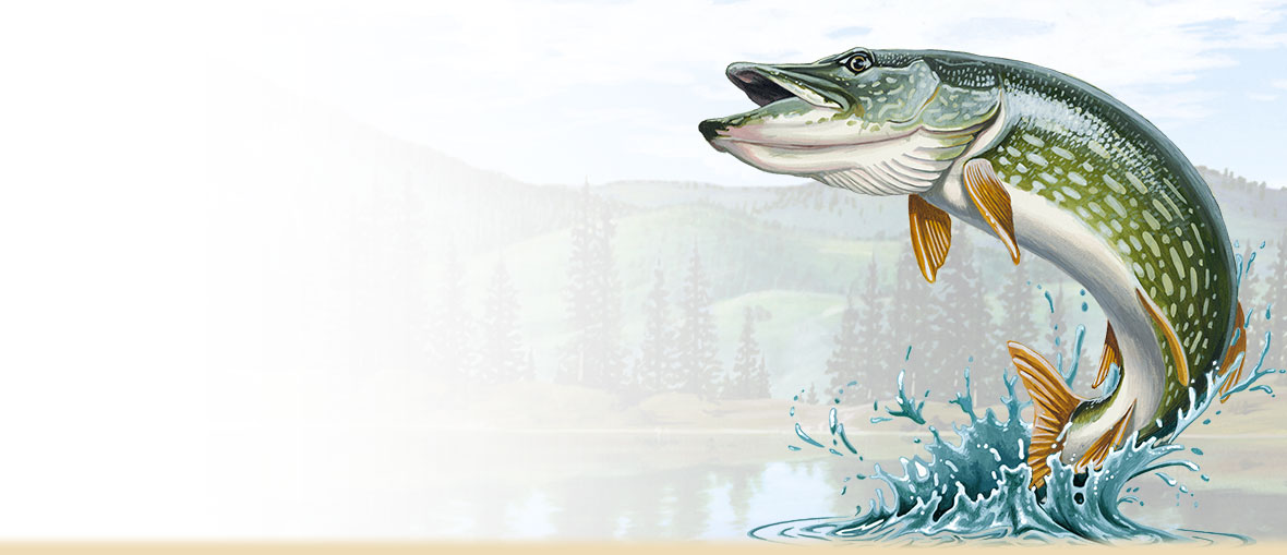 1180x509 Northern Pike Information, Facts, Photos, And Fishing Tips - Pike Painting