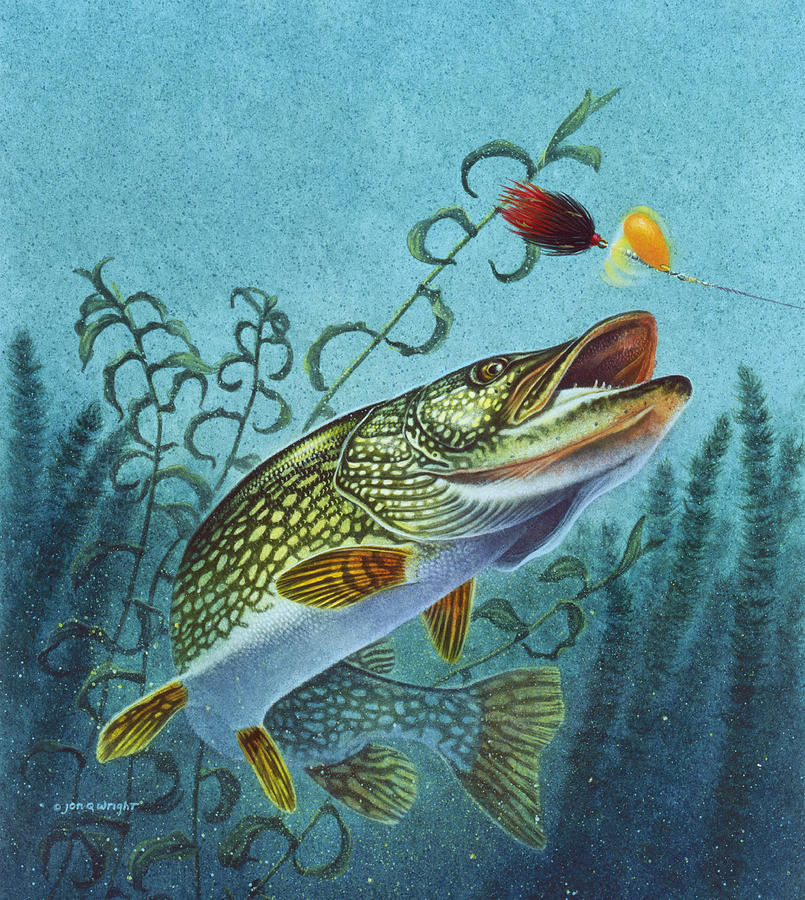 805x900 Northern Pike Spinner Bait Painting By Jq Licensing - Pike Painting