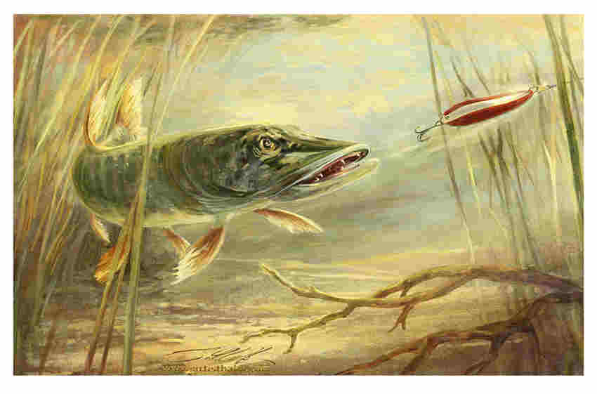 Pike Painting At Explore Collection Of Pike Painting