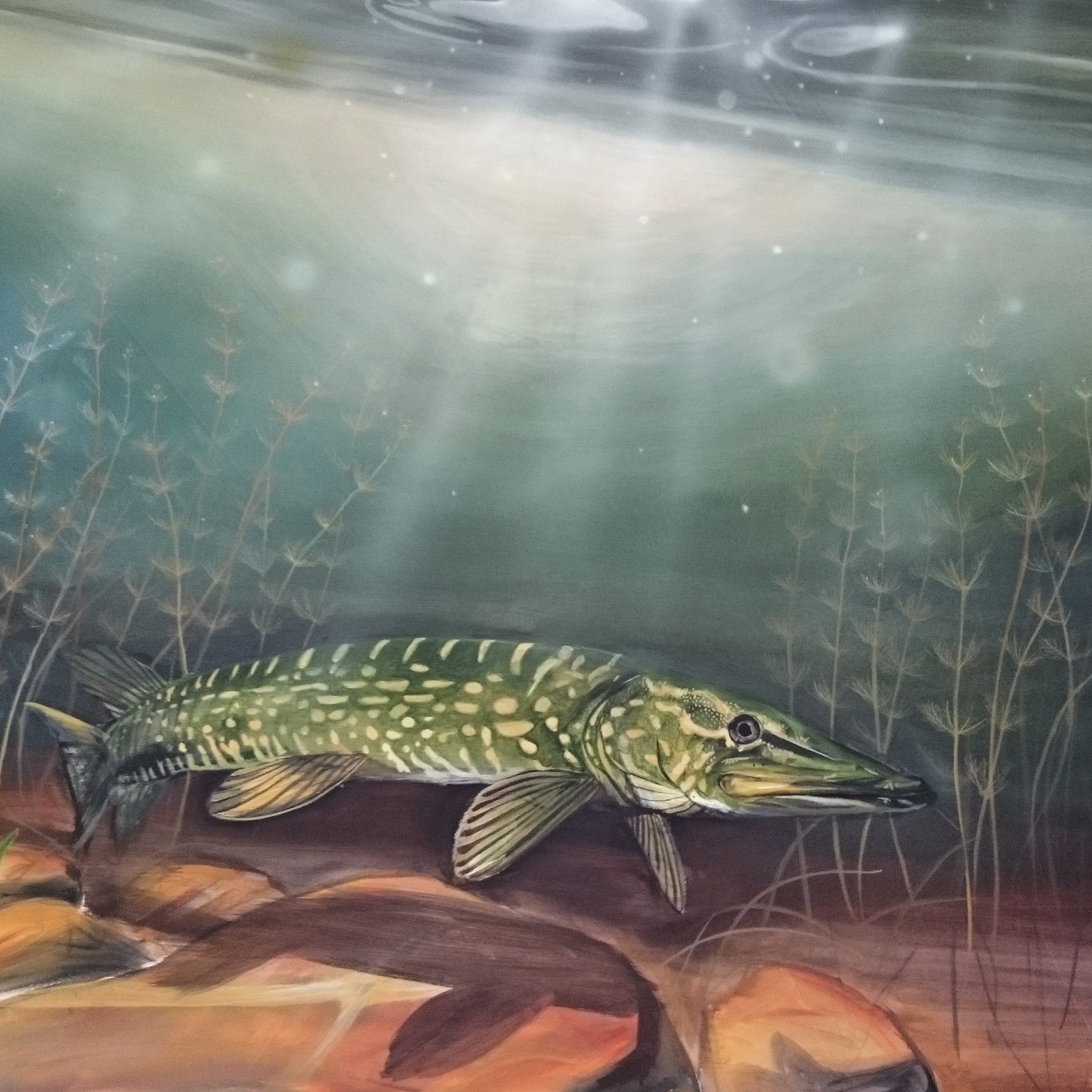 1784x1784 Pike In The Shallows Angus Grant Art - Pike Painting
