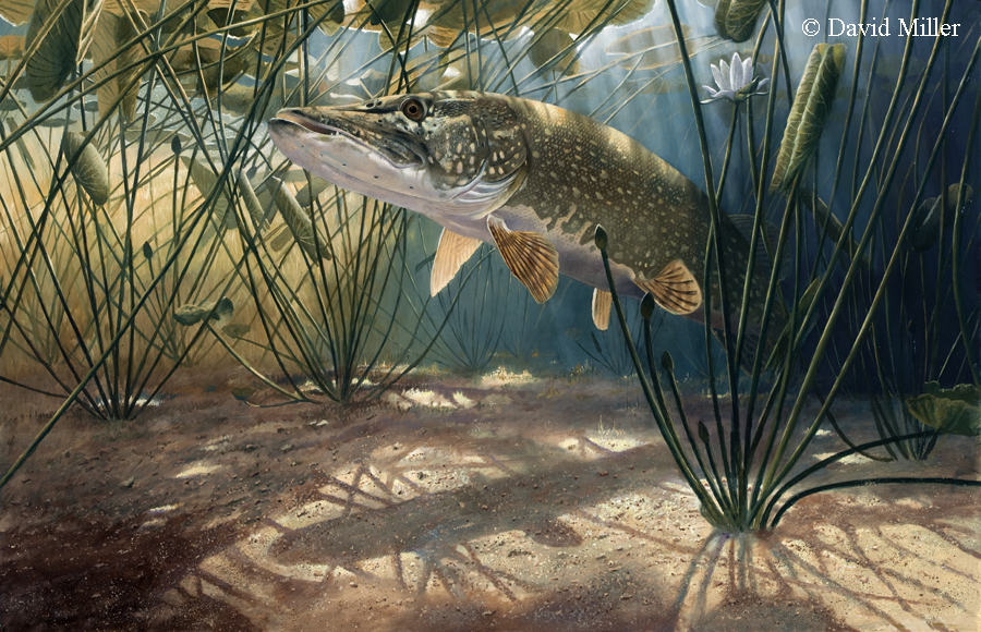 900x580 Fish Paintings Archive 2 - Pike Painting