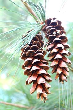 236x354 Easy Watercolors Pine Cone Painting Tutorial - Pine Cone Painting