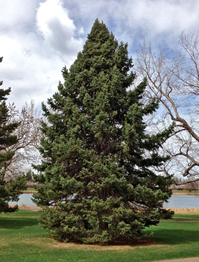 412x542 Painting A Pine Tree In Acrylics Learn It. Make It. On Craftsy! - Pine Tree Painting