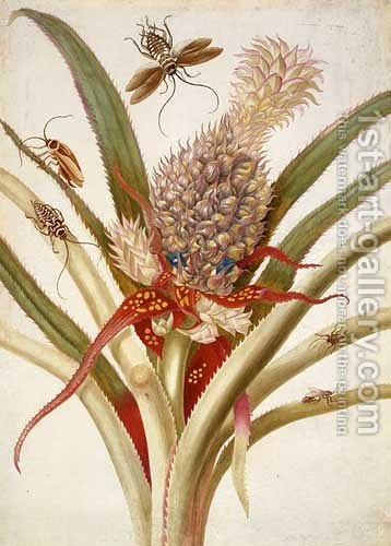 358x500 Pineapple And Cockroaches Maria Sibylla Merian Reproduction 1st - Pineapple Oil Painting