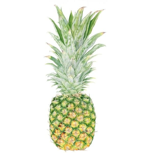 600x600 Pineapple Botanical Print From Original Watercolor Painting - Pineapple Watercolor Painting
