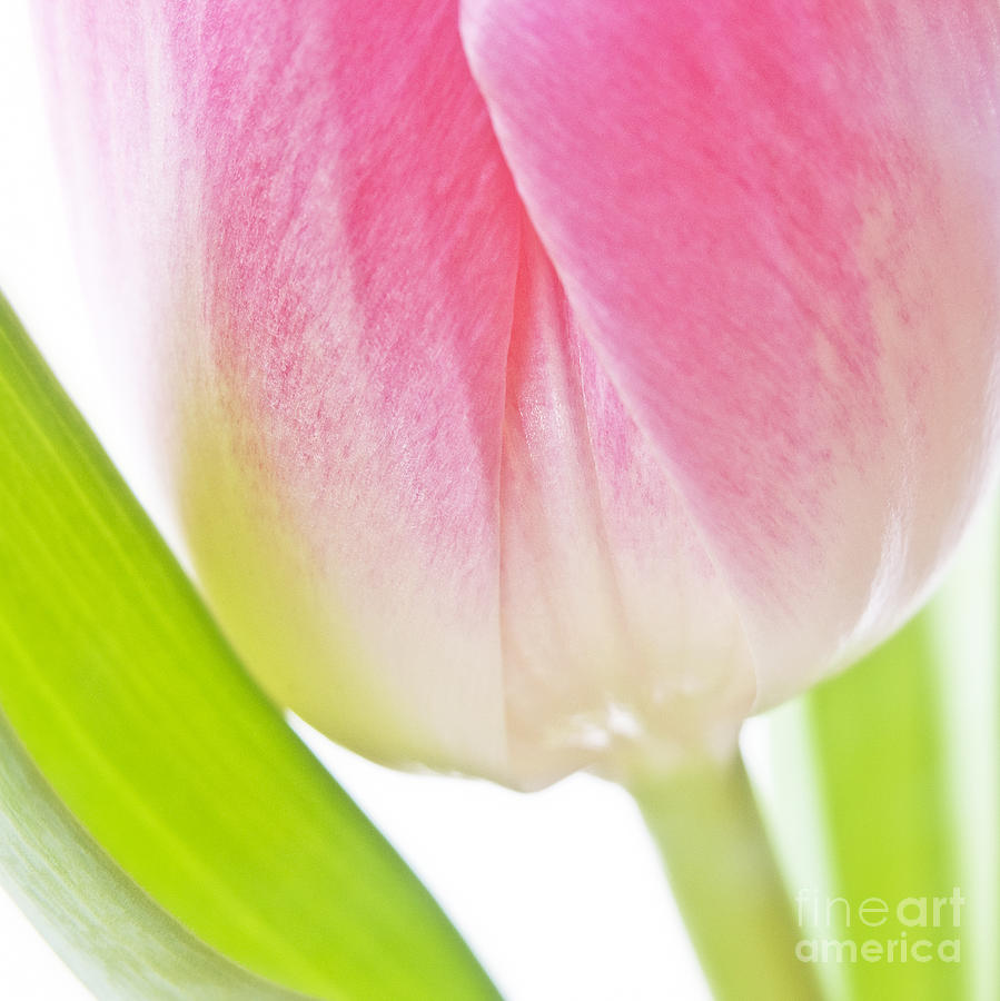 899x900 White Pink Green Flower Abstract - Pink And Green Painting