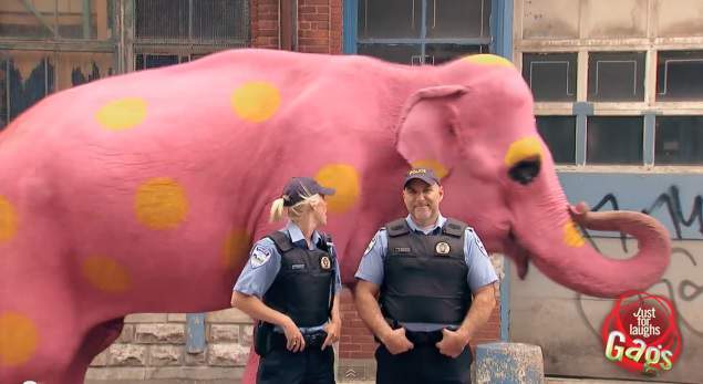 635x347 They Painted An Elephant To Play The Most Epic Prank Ever - Pink Elephant Painting