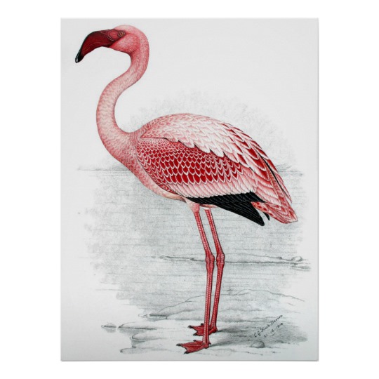 540x540 Vintage Pink Flamingo Painting Poster - Pink Flamingo Painting