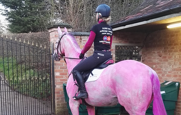630x400 Badminton Bound Event Horse Given Dramatic Pink Makeover - Pink Horse Painting