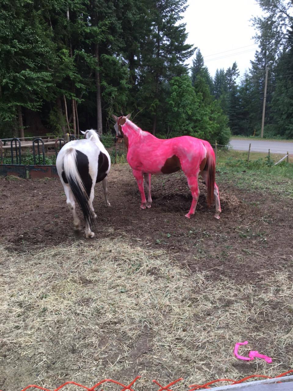 960x1280 Behold, A Pink Horse Mom In B.c. Wildfire Zone Laughs - Pink Horse Painting