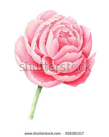 373x470 Hand Painted Watercolor Pink Peony, Isolated On White Background - Pink Peony Painting