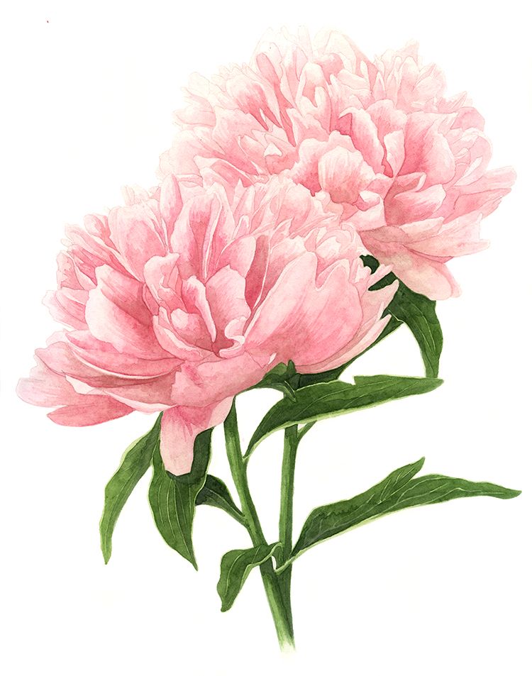 750x953 Jun 26 Double Pink Peonies Peony, Tattoo And Watercolor - Pink Peony Painting