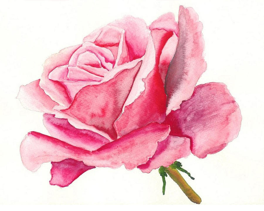 900x720 Pink Rose Painting By Robert Thomaston - Pink Rose Painting