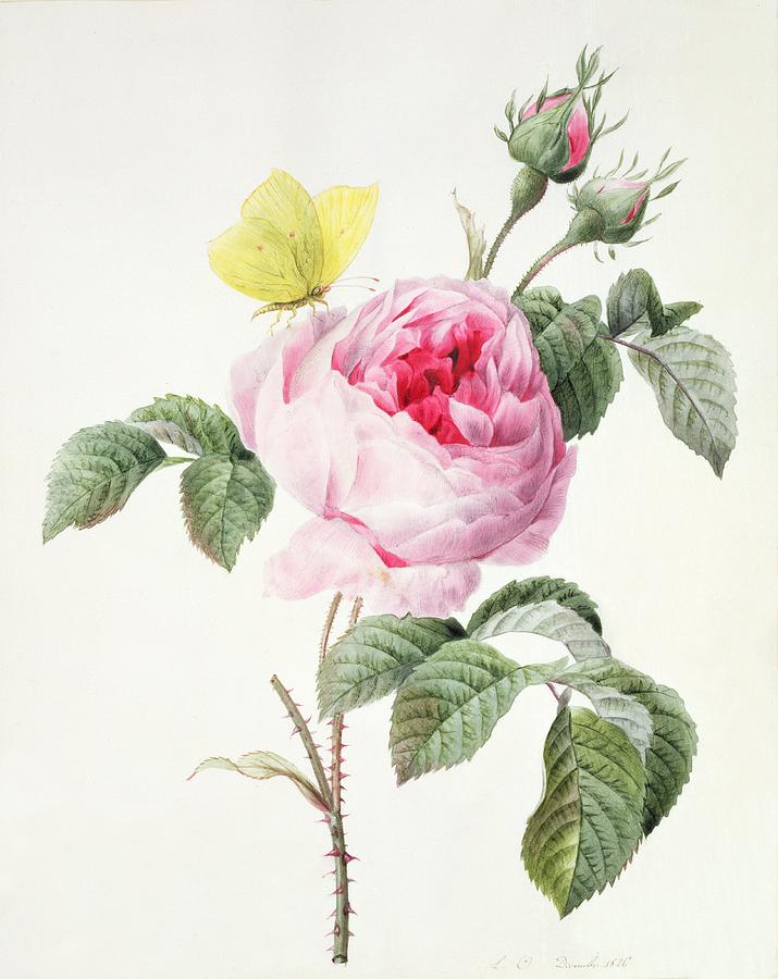 715x900 Pink Rose With Buds And A Brimstone Butterfly Painting By Louise - Pink Rose Painting