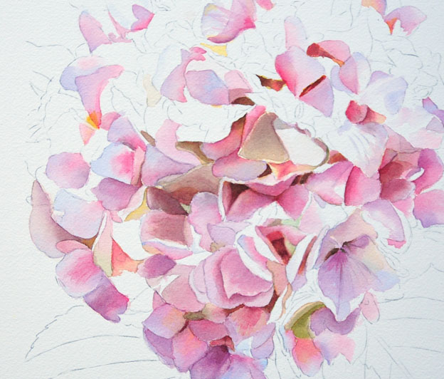 624x532 Pink Hydrangea - Pink Watercolor Painting