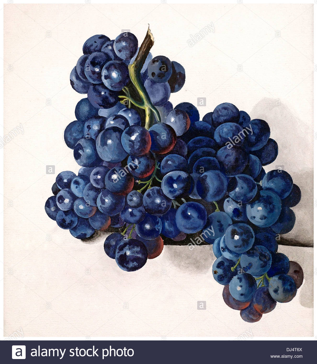 1212x1390 Pinot Noir Grapes Bunch Illustration Painting Stock Photo - Pinot Noir Painting