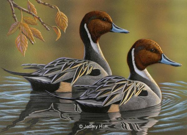 600x432 Past Original Waterfowl Paintings By Jeffrey Hoff 7 - Pintail Duck Painting