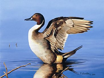 366x274 Pintail Duck (Drake) - Pintail Duck Painting