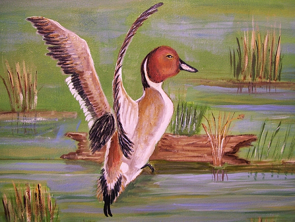 600x451 Pintail Duck Ii Painting By Belinda Lawson - Pintail Duck Painting