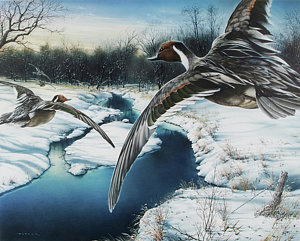 300x241 Pintail Duck Paintings Fine Art America - Pintail Duck Painting