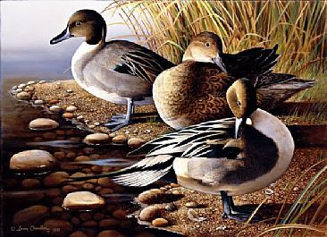 366x265 Pintail Ducks - Pintail Duck Painting