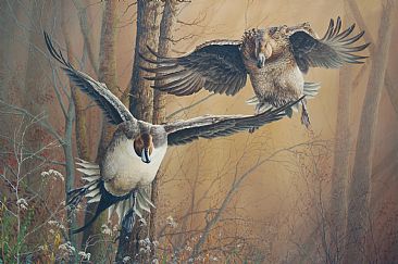 366x243 Pintail Ducks - Pintail Duck Painting