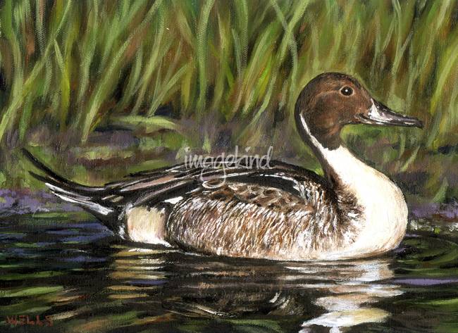 650x473 Stunning Pintail Duck Painting Reproductions For Sale On Fine - Pintail Duck Painting