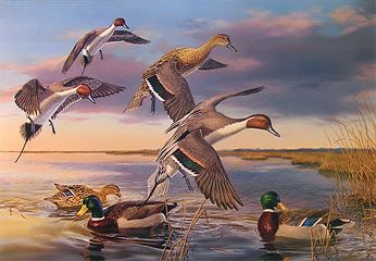 346x240 Waterfowl Paintings There Goes The Neighborhood - Pintail Duck Painting