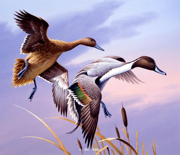 600x517 Waterfowl Paintings By Jim Killen 30 - Pintail Duck Painting