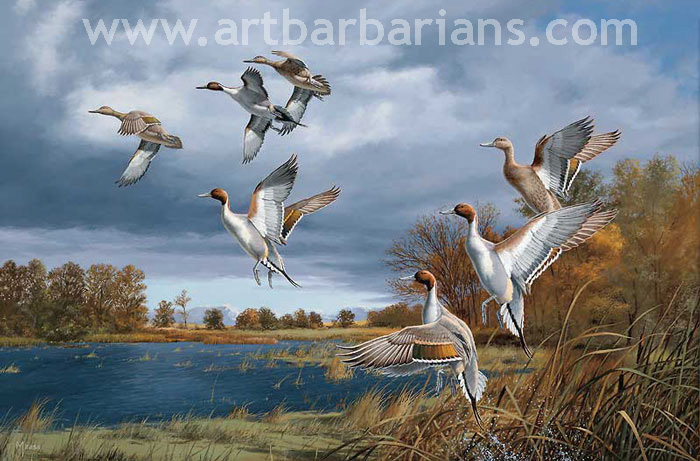 700x461 Wildlife Art Prints Plus Original Paintings With A Wide Selection - Pintail Duck Painting
