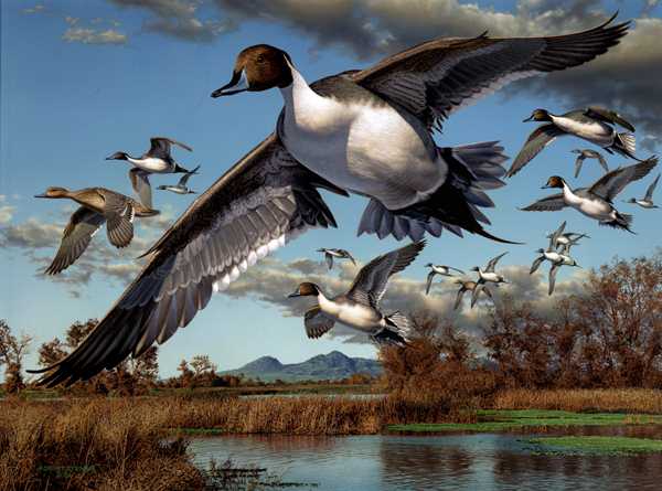 600x445 Duck Stamp Painting Pintail Ducks 345782 - Pintail Duck Painting