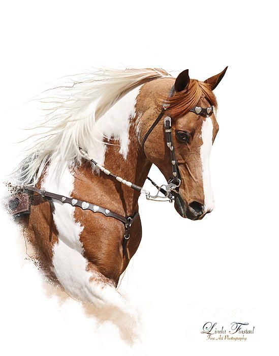 549x700 Gorgeous Paint Horse Painting, Linda Finstad Beautiful Horses - Pinto Horse Painting