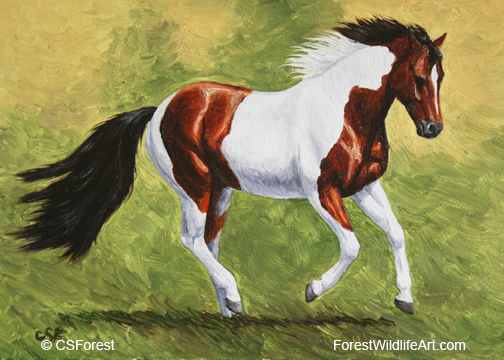 504x360 Mini Horse Paintings - Pinto Horse Painting