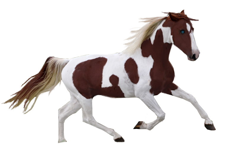 800x531 Pinto Horse Precut By Tennesseehorses - Pinto Horse Painting