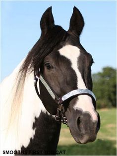 236x315 Black Paint Horse Horses - Pinto Horse Painting