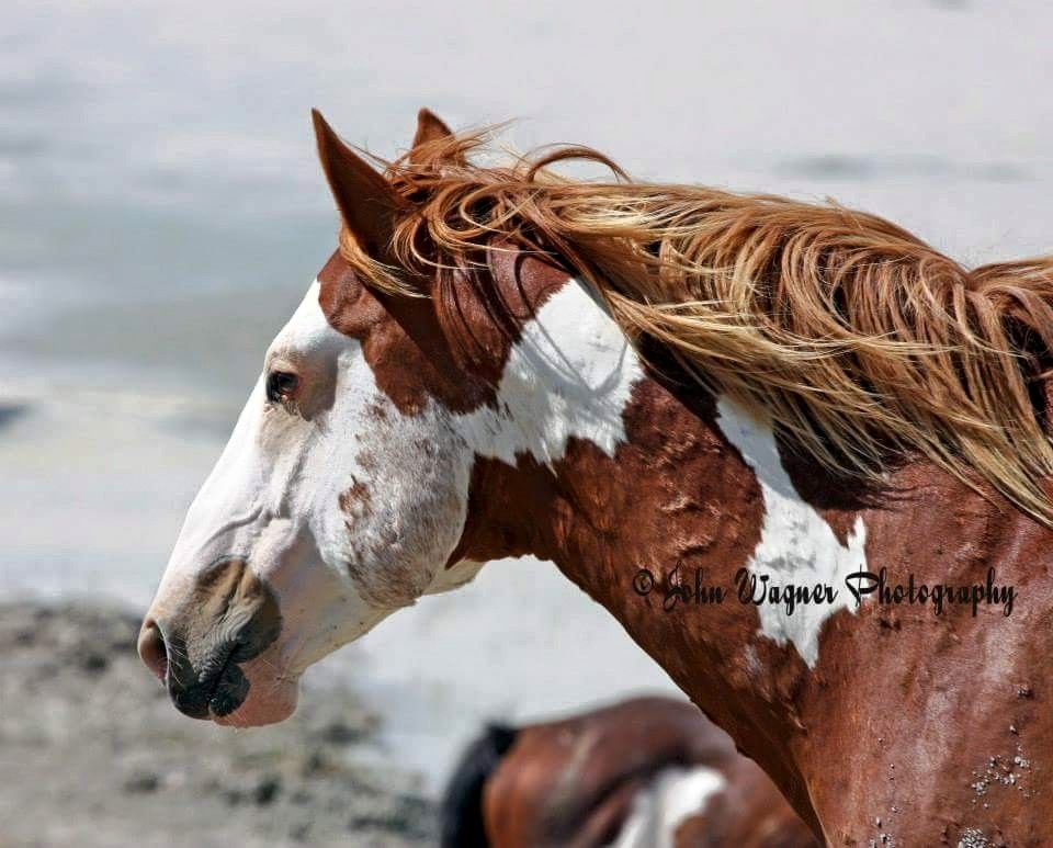 960x773 Wild Pinto Horse Horses - Pinto Horse Painting