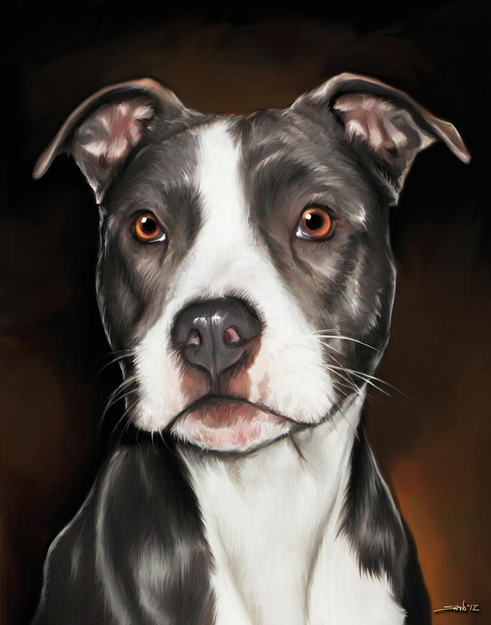 707x900 Black And White Pit Bull Terrier Painting By Michael Spano - Pitbull Painting
